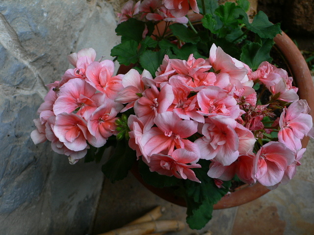 opt1213613276d.JPG