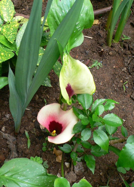 opt1215026168x.JPG