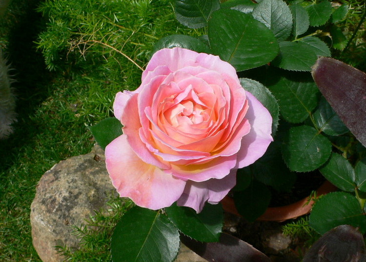 opt1215026229v.JPG