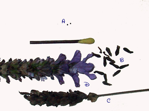 opt1216418308h.jpg