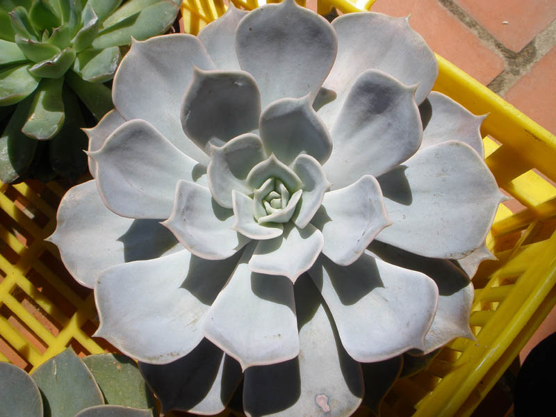 opt1218904575l.jpg