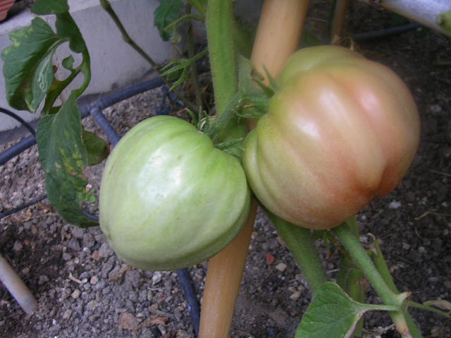 opt1219943673p.JPG