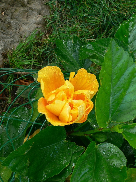 opt1220203438b.JPG