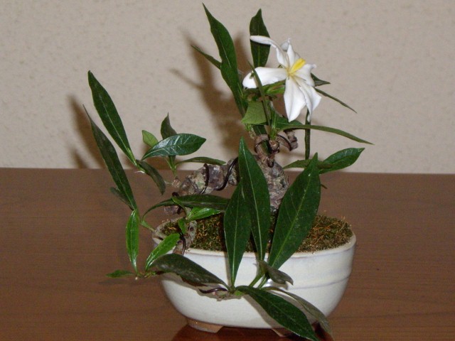 opt1222886722k.jpg