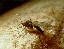opt1226664011a.jpg