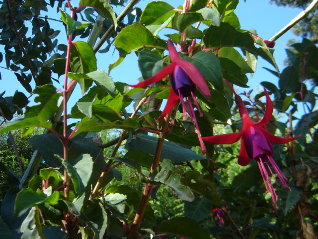 opt1235226126q.jpg