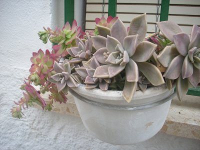 opt1236175831p.JPG