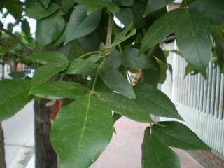 opt1236484216a.jpg