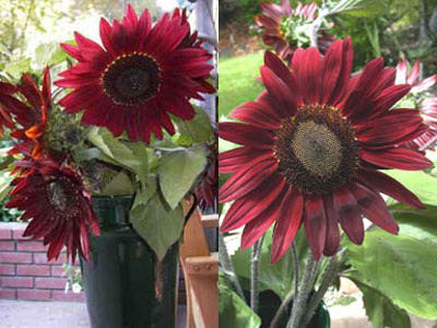 opt1240440330p.jpg