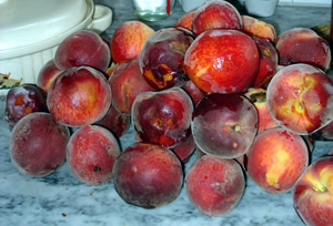 opt1240702615w.jpg