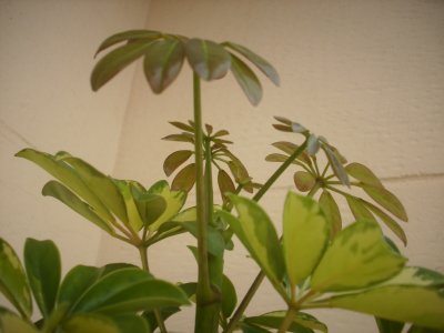 opt1241823080s.JPG