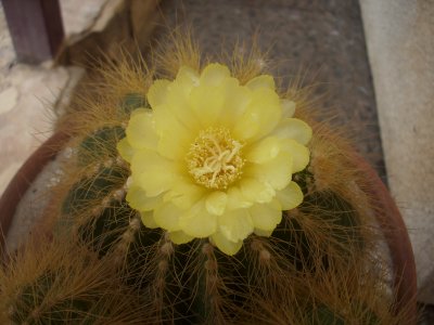 opt1243181558v.JPG
