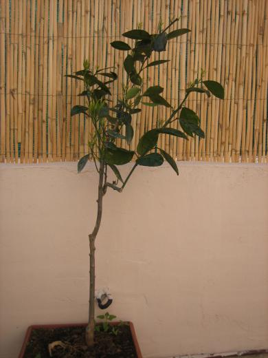 opt1245285400e.jpg