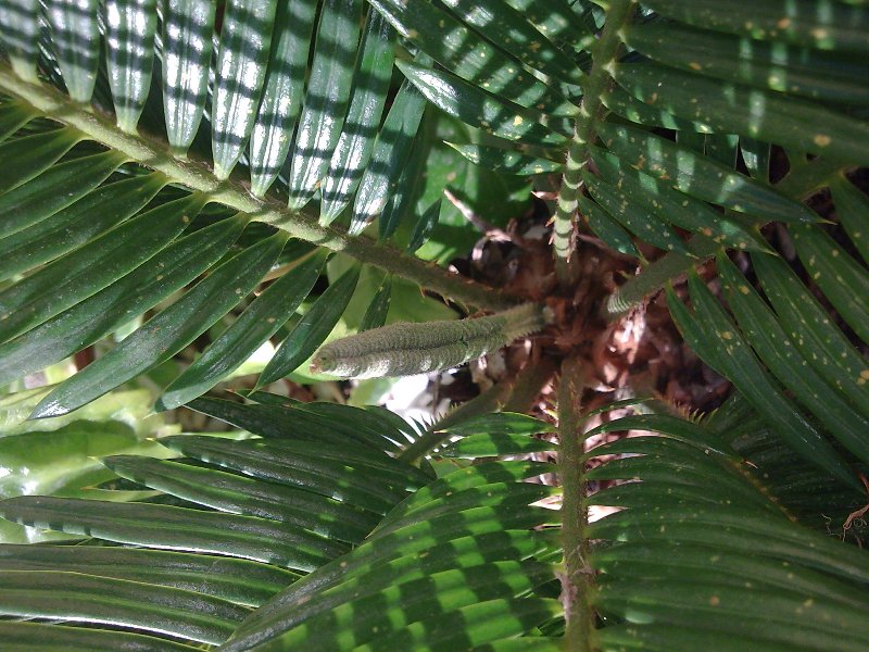 opt1245456016l.jpg