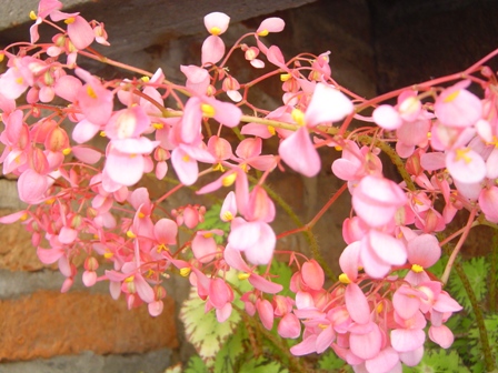 opt1246256549d.JPG