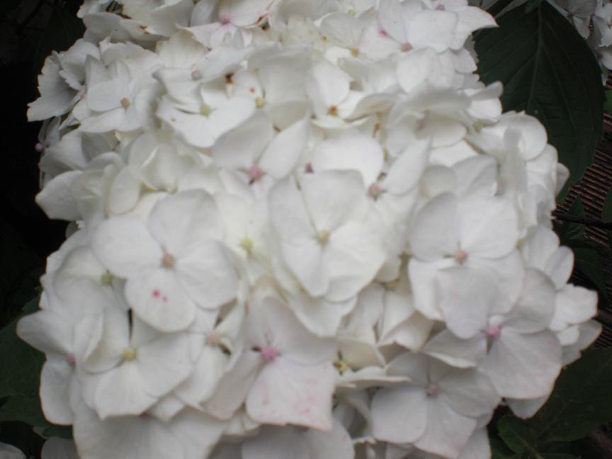 opt1247712006y.JPG
