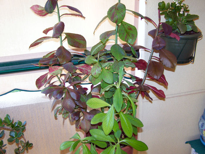 opt1249276167e.JPG