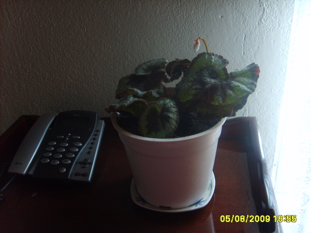 opt1249532171s.JPG