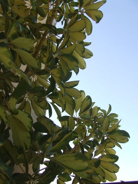 opt1249610396b.JPG