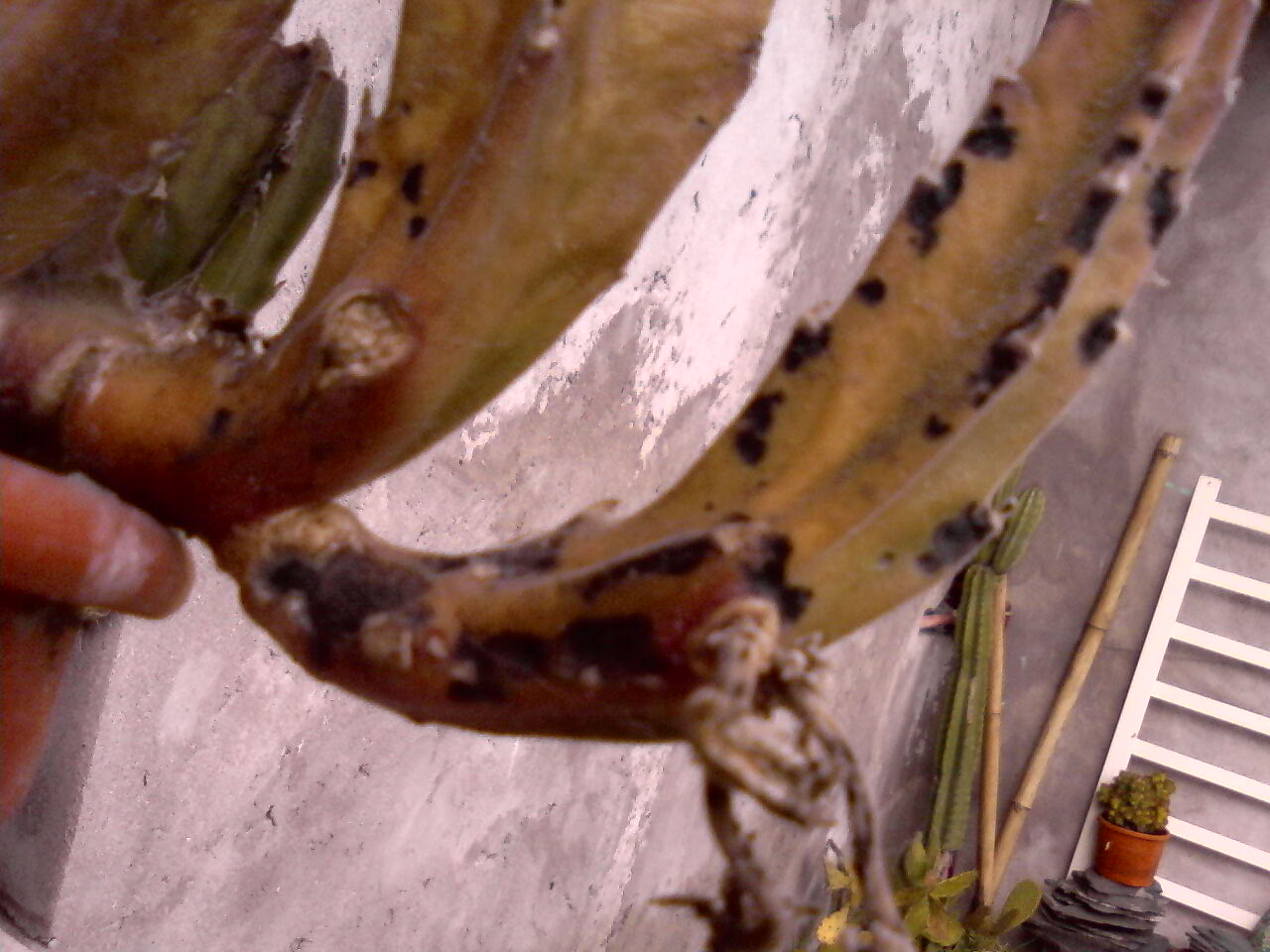 opt1249688126p.jpg