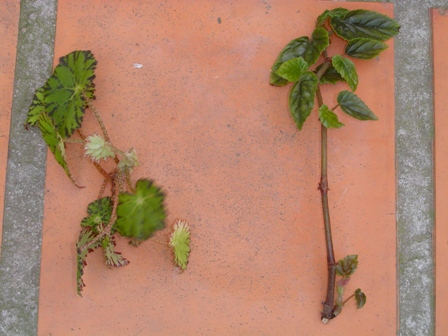 opt1250589379f.JPG