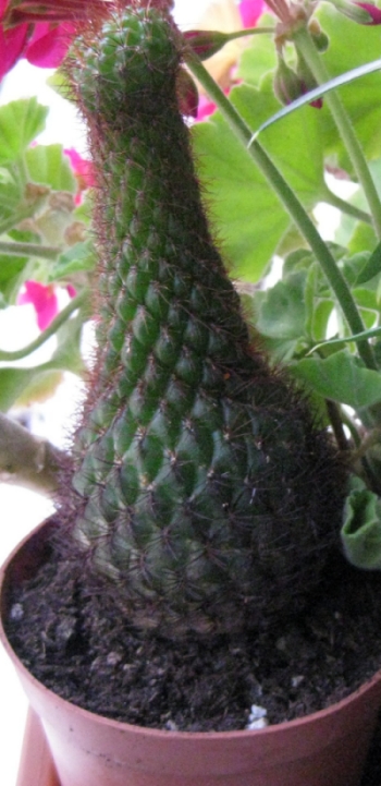opt1250974282d.jpg