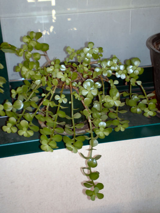 opt1251133916o.JPG