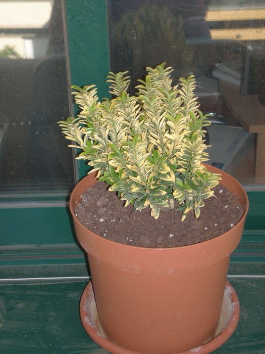 opt1251133978c.JPG