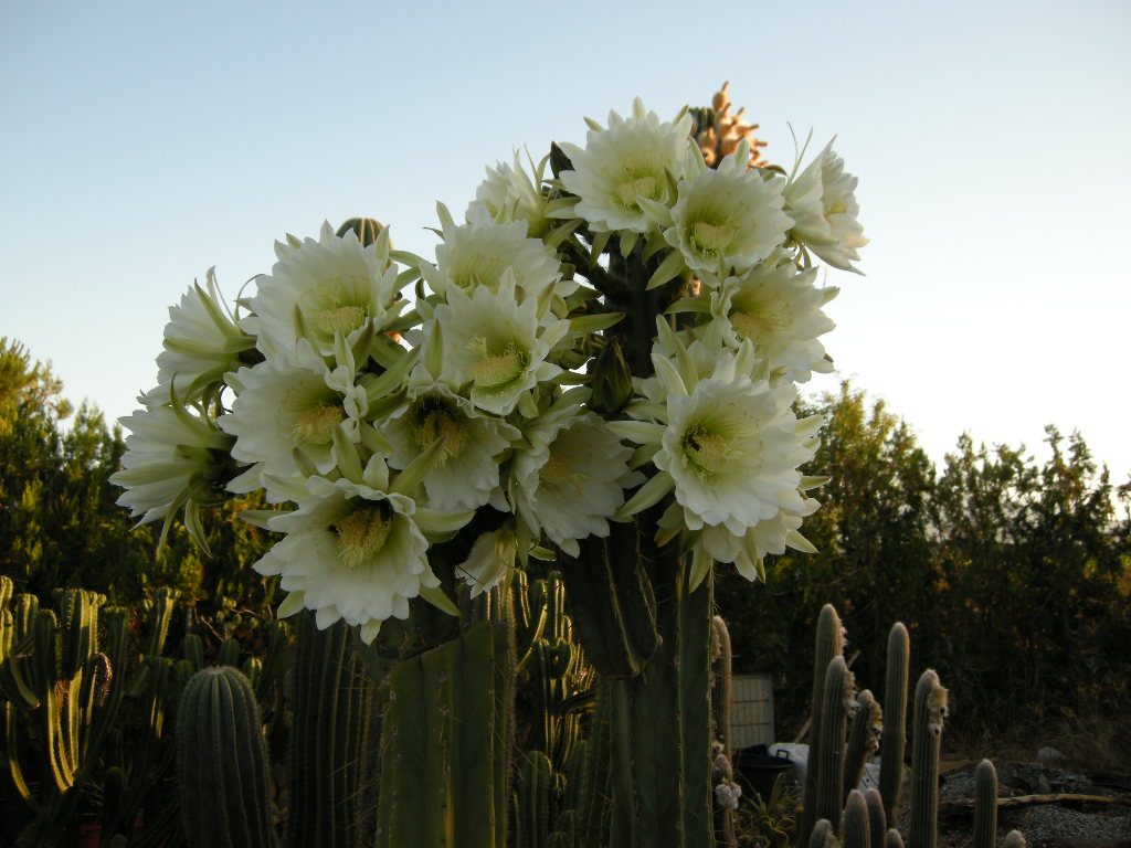 opt1251390588v.JPG