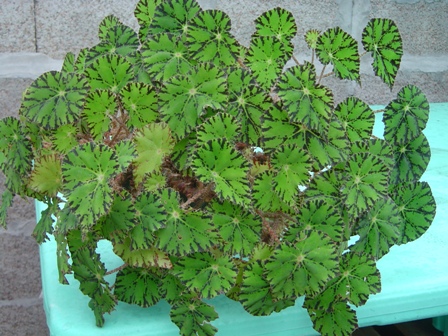 opt1251531685e.jpg