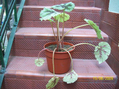 opt1251535112t.jpg