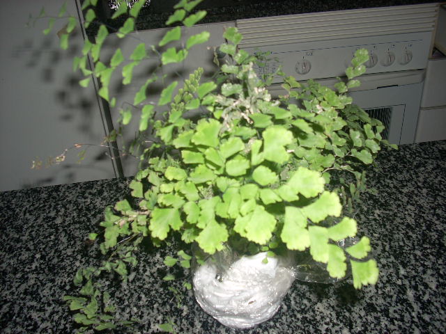 opt1251692948w.JPG