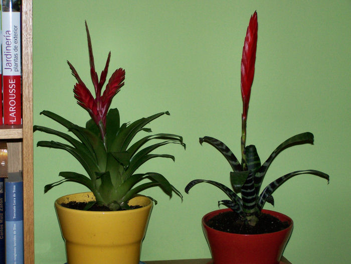 opt1251742434r.jpg
