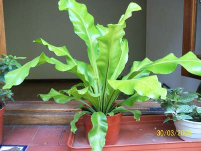 opt1252355674s.jpg