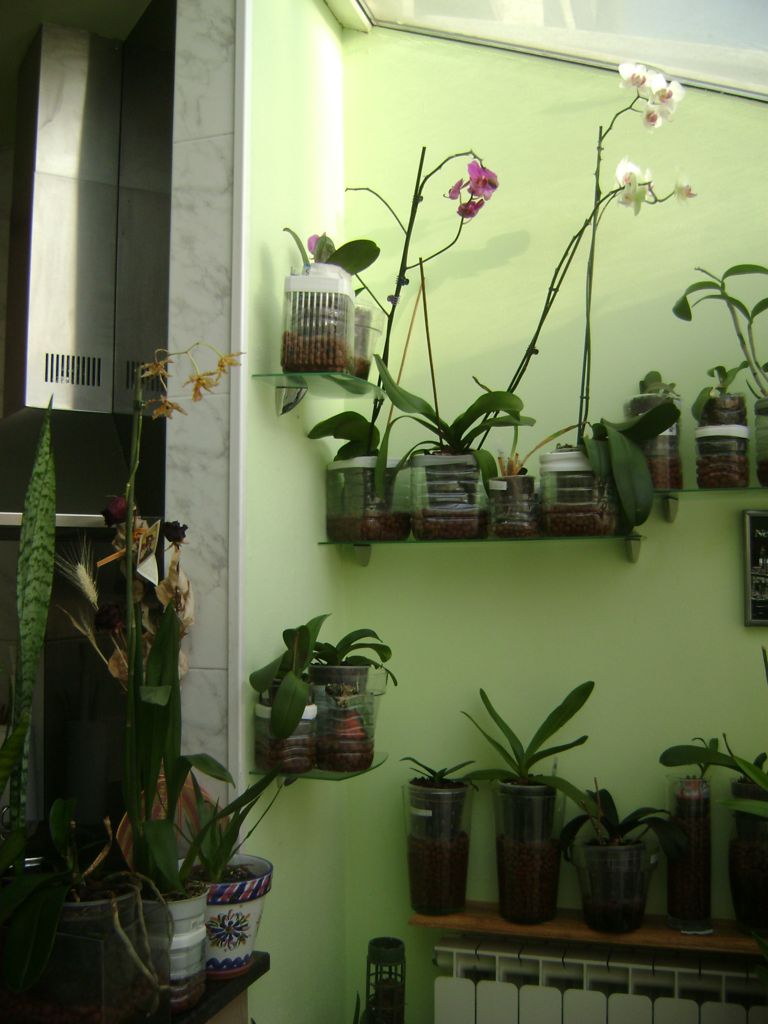 opt1252975683l.jpg