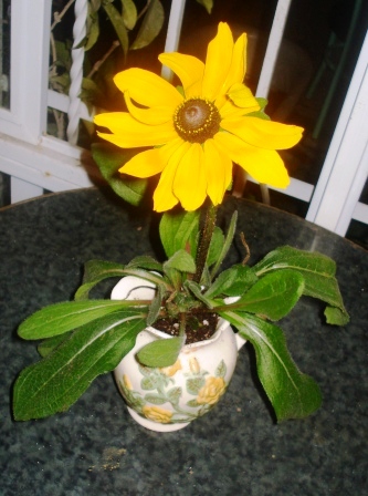 opt1253275059e.JPG