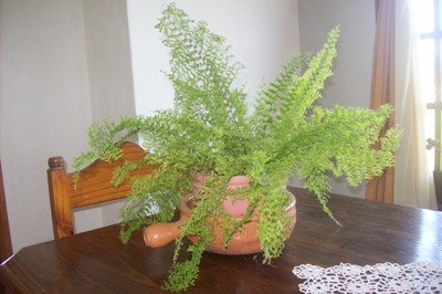 opt1253317332h.jpg