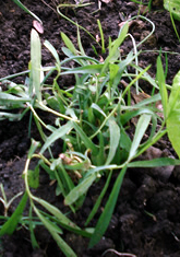 opt1253769888q.jpg