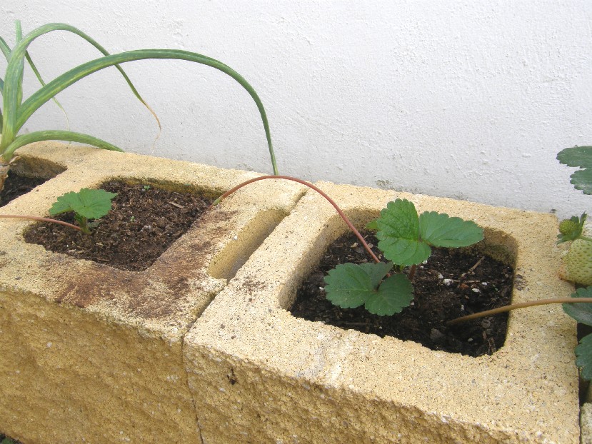 opt1255316318c.JPG