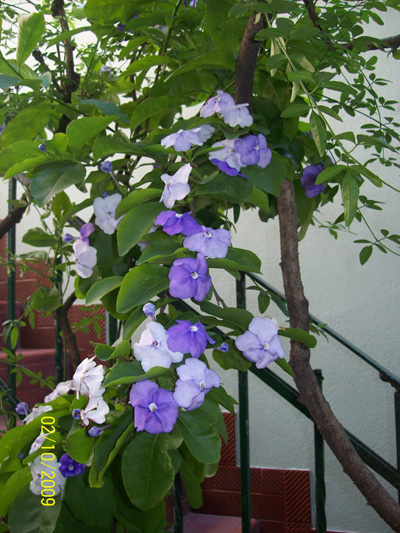 opt1255410991t.jpg