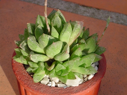 opt1255501057e.JPG