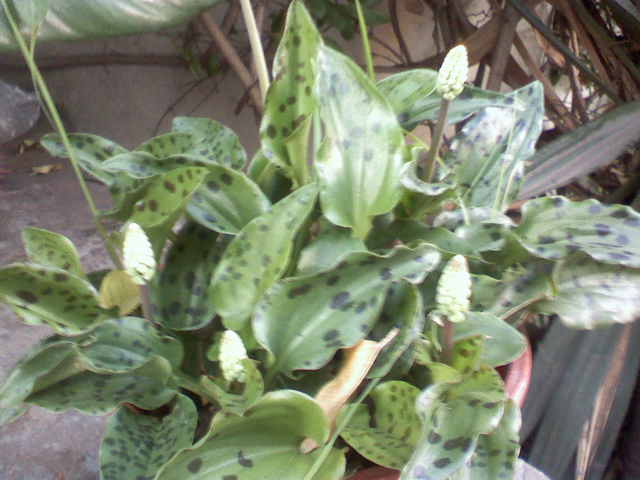 opt1257316380f.jpg