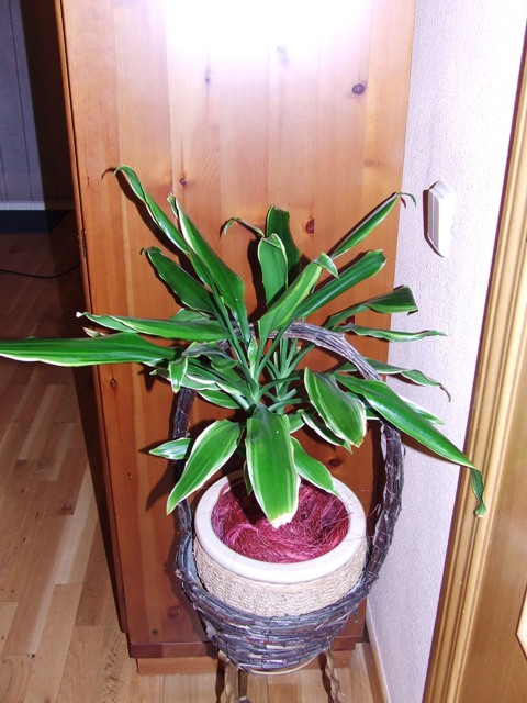 opt1261365473m.JPG
