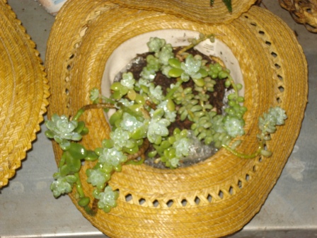 opt1262941005o.JPG