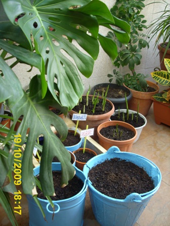 opt1264288599m.JPG