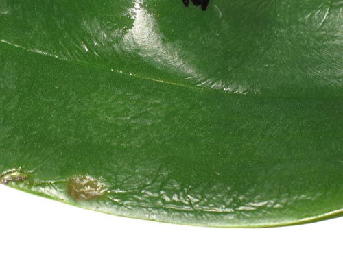 opt1267318121l.jpg