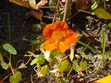 opt1269410418p.JPG