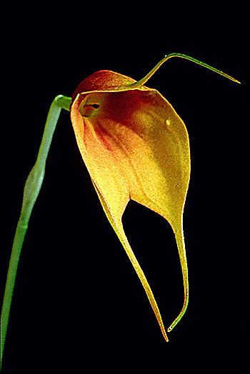 opt1269560770e.jpg