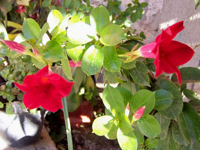 opt1270095572u.jpg