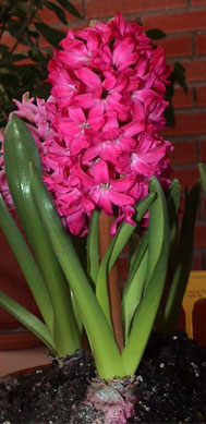 opt1270779980o.jpg